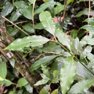 18. ??? Psathura borbonica - Petit Bois cassant - Rubiaceae- B.jpeg